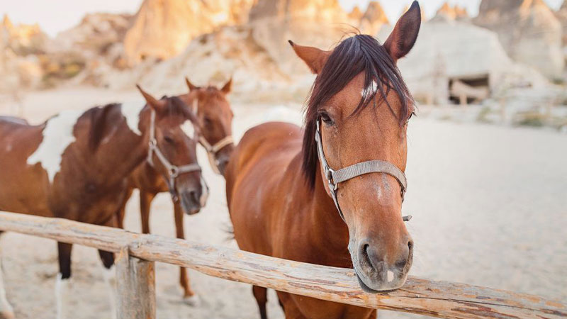 cappadocia horse farm